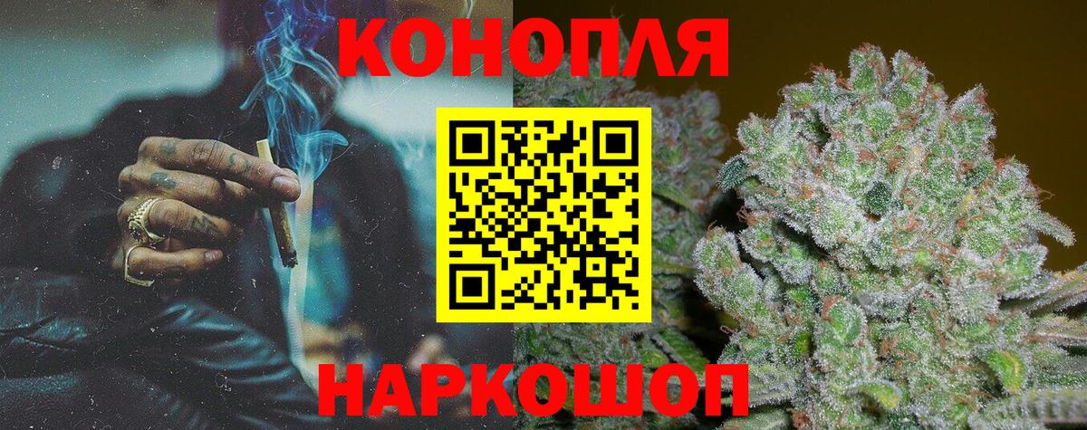 Каннабис сатива Сальск